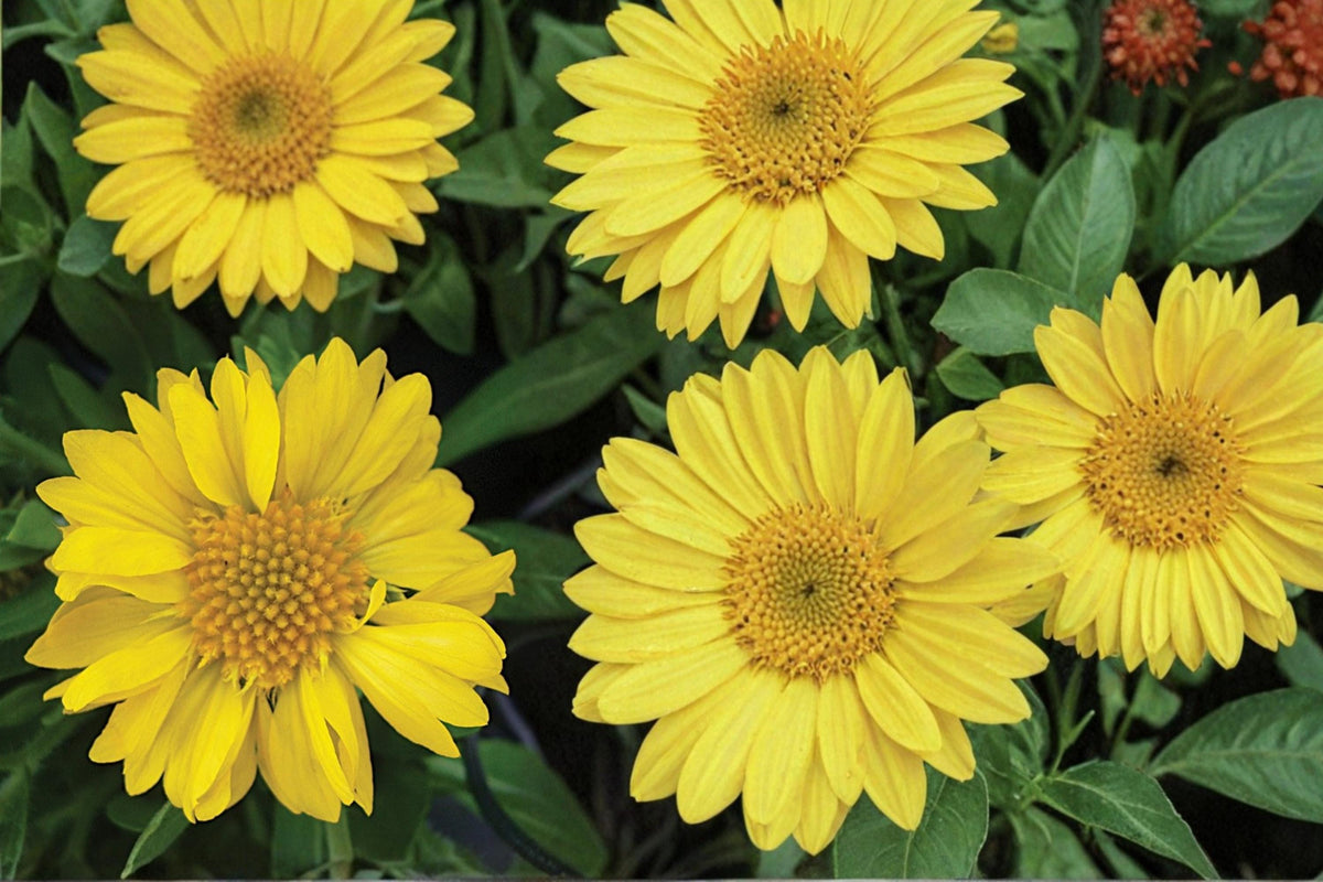 25 Seeds Yellow Blanket Flower Gaillardia aristata Perennial Drought Tolerant