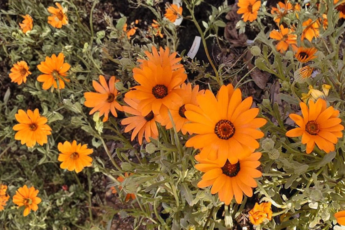 50 Seeds African Daisy Dimorphotheca sinuata