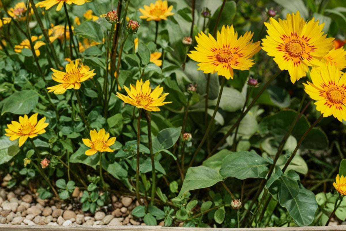 30 Seeds Picta Tickseed Coreopsis nuecensis Native Wildflower