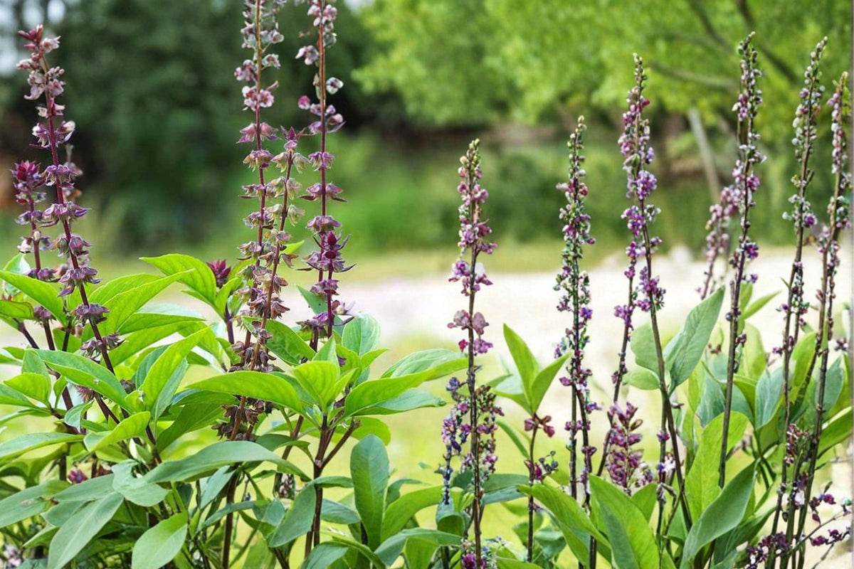 75 Seeds Thai Basil Ocimum basilicum Culinary Herb