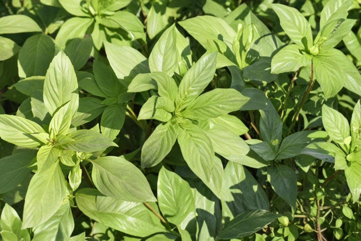 75 Seeds Lemon Basil Ocimum basilicum Herb