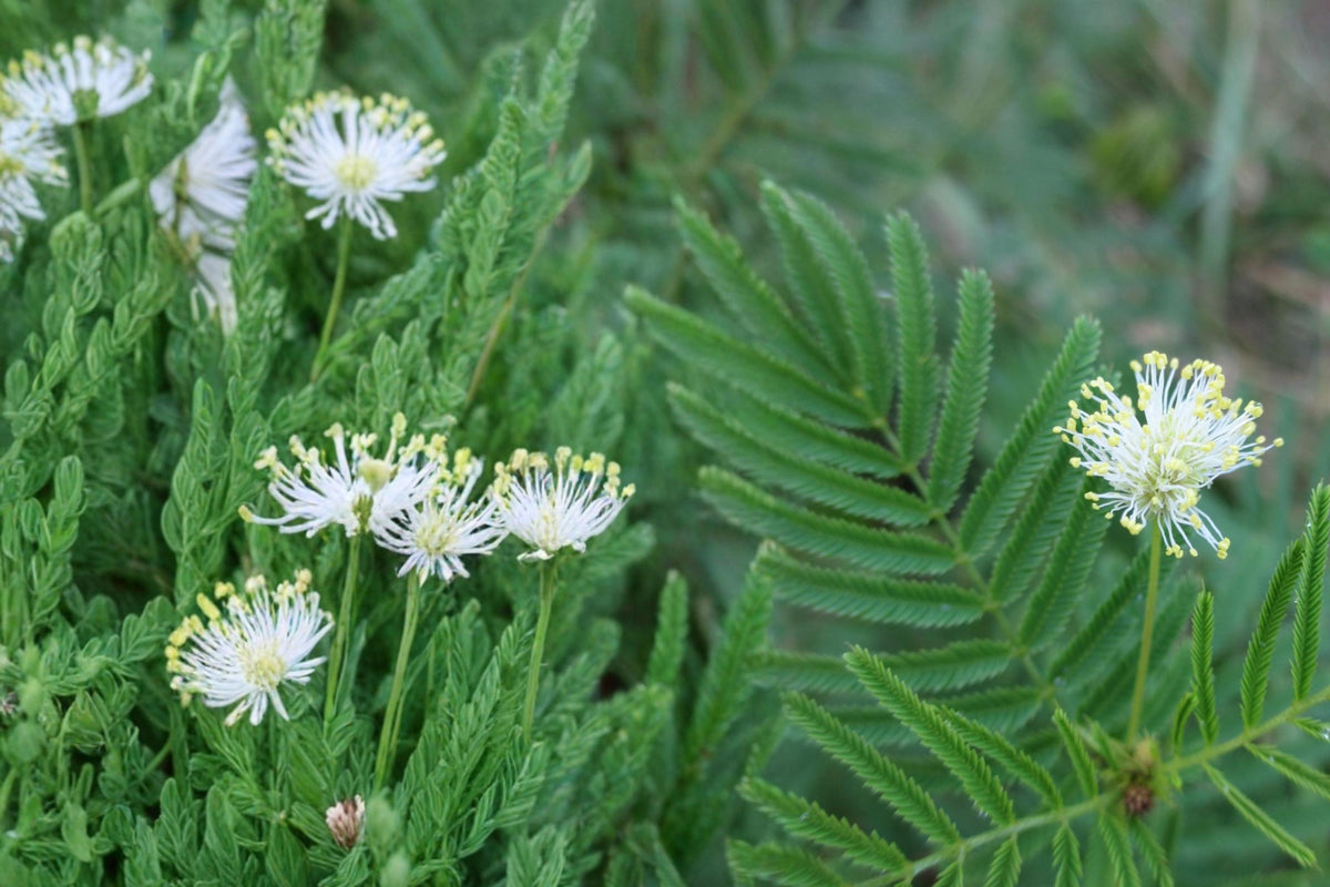 50 Seeds Illinois Bundleflower Desmanthus illinoensis Native Prairie Legume