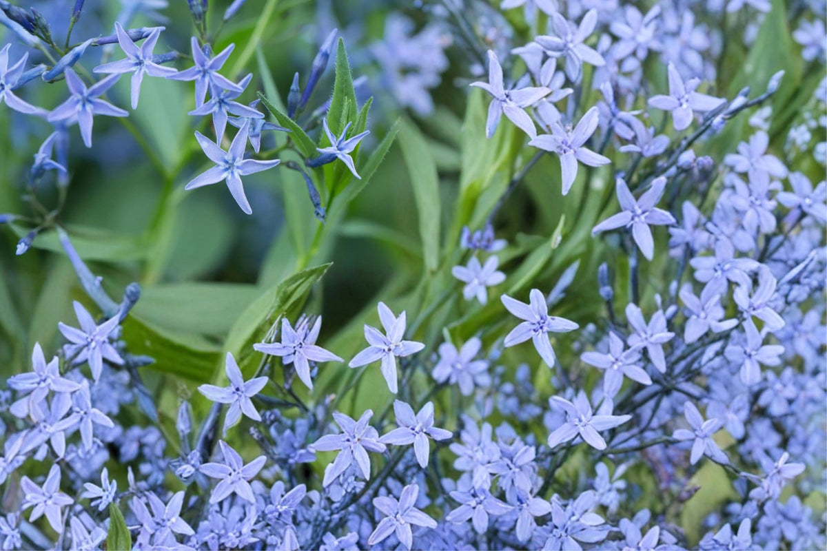10 Seeds Ozark Bluestar Amsonia illustris Native Perennial