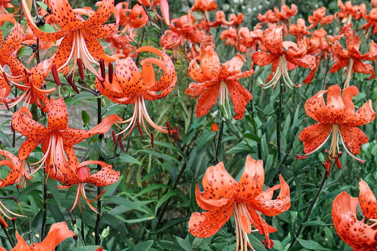 1 Bulb Tiger Lily Lilium lancifolium Mixed Color