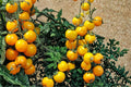 50 Seeds Yellow Tomato Solanum lycopersicum Golden Fruit Heirloom Garden Vegetable