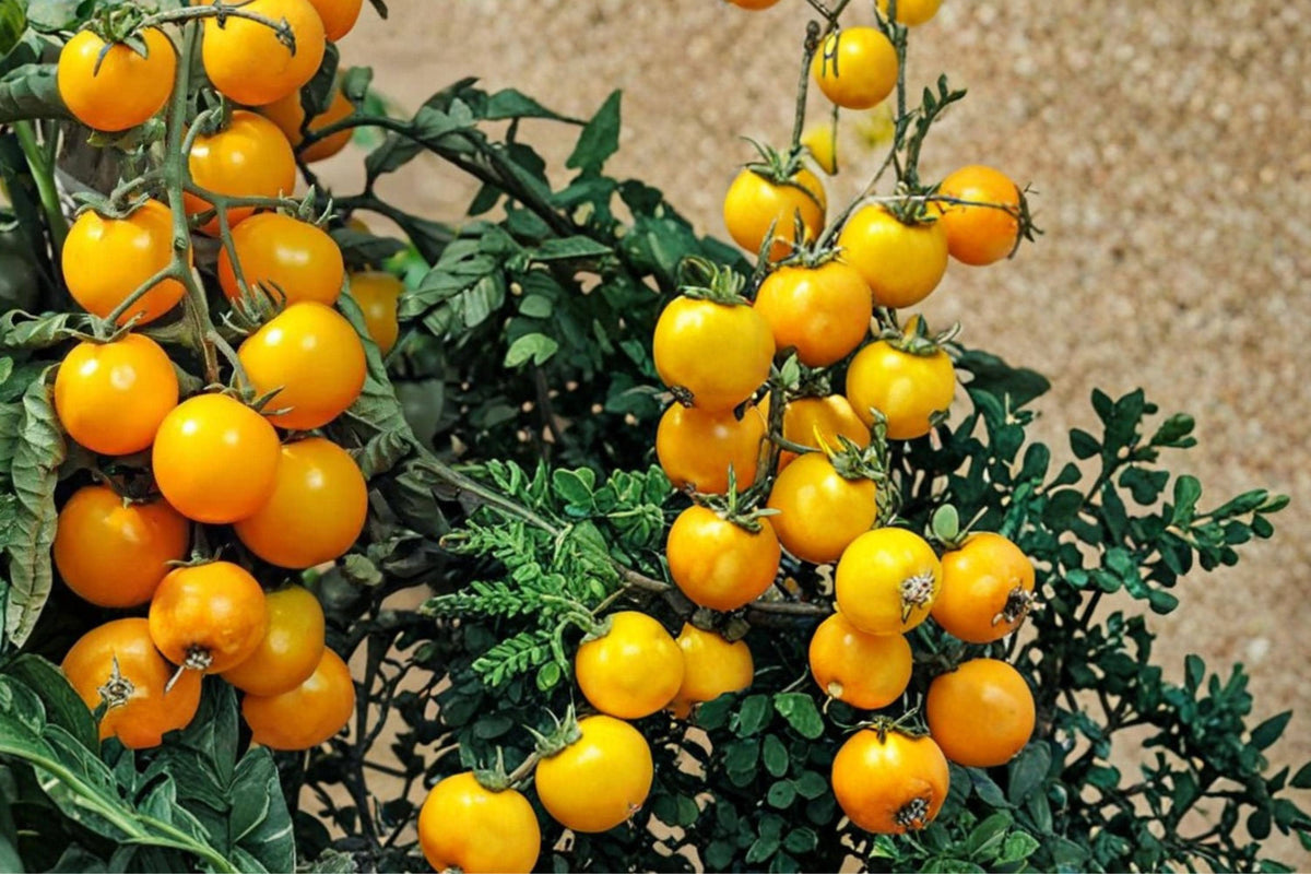 50 Seeds Yellow Tomato Solanum lycopersicum Golden Fruit Heirloom Garden Vegetable