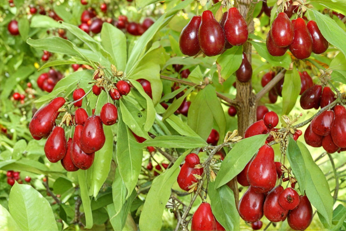 30 Seeds Cornelian Cherry Cornus mas Fruit Shrub