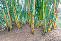 Yellow Sugarcane Plant – Saccharum officinarum – 1 Live Plant