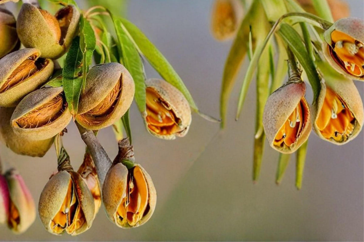 20 Seeds Almond Tree Prunus dulcis Flowering Nut Tree