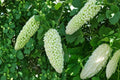 10 Seeds White Bitter Gourd Momordica charantia