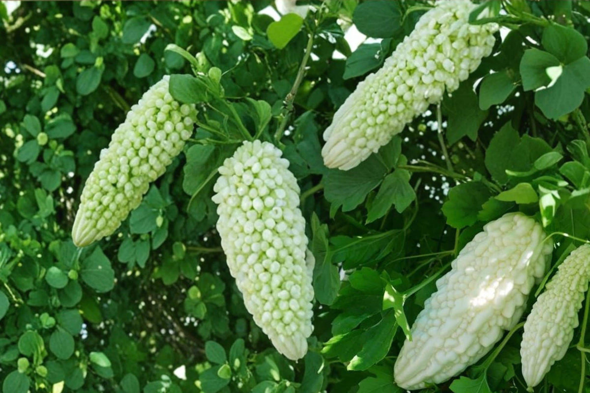 10 Seeds White Bitter Gourd Momordica charantia