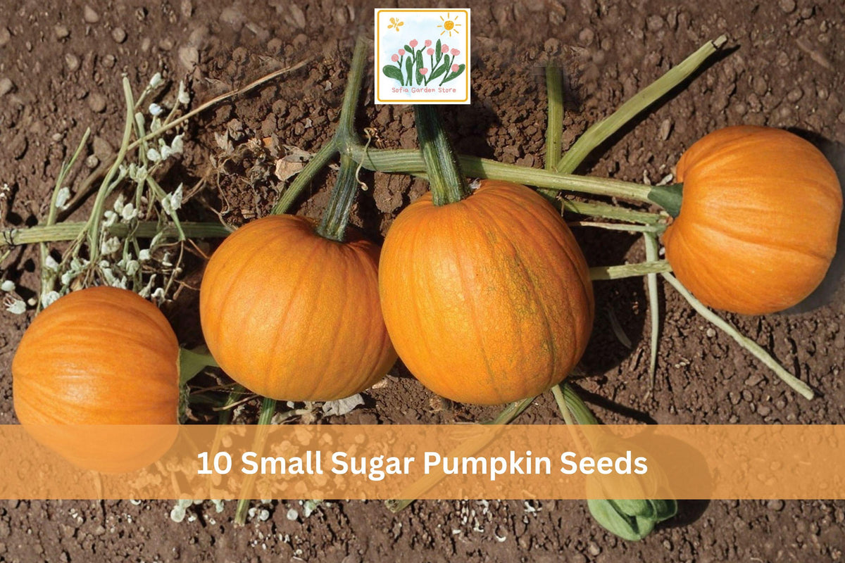 500 Seeds Perilla Shiso Jeok Ssam Ip Korean Herb
