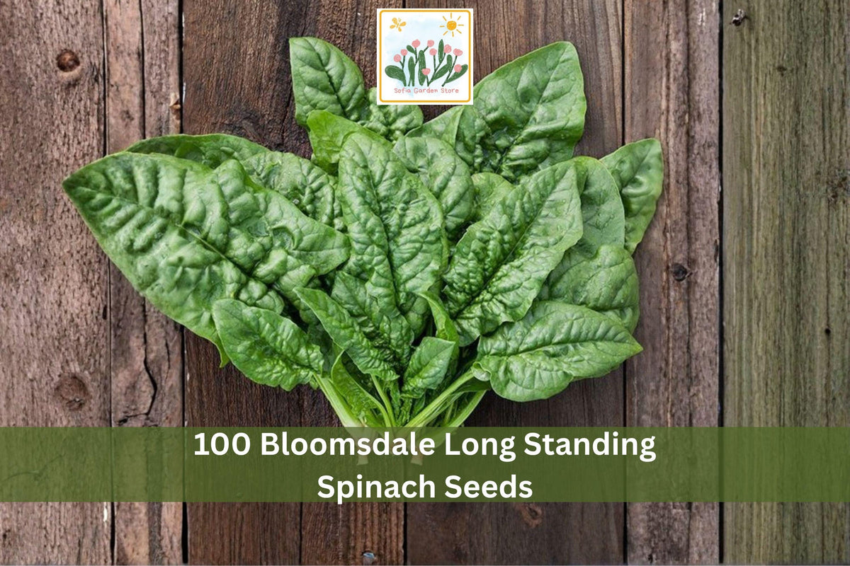 100 Seeds Bloomsdale Long Standing Spinach Heirloom Leafy Green Vegetable