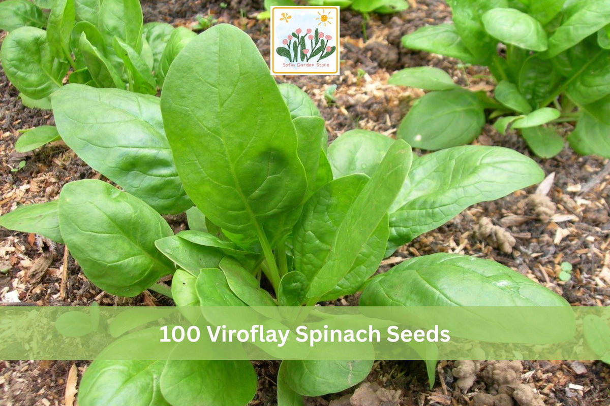 100 Viroflay Spinach Seeds Heirloom Large Leaf Vegetable Garden