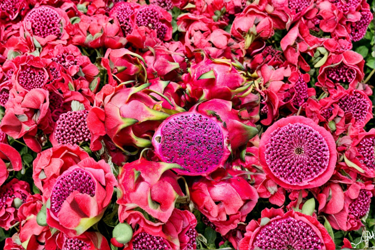 1 Red Flesh Dragon Fruit Plant – Hylocereus costaricensis