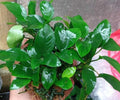 Anubias Nana Live Aquarium Plant Bare Root Low Light Freshwater Easy Small