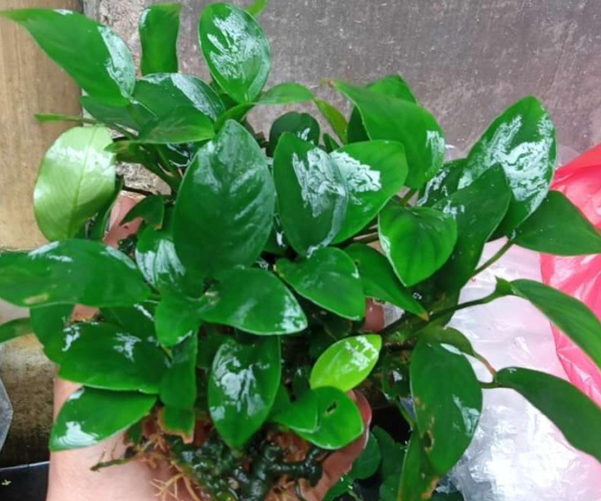 Anubias Nana Live Aquarium Plant Bare Root Low Light Freshwater Easy Small