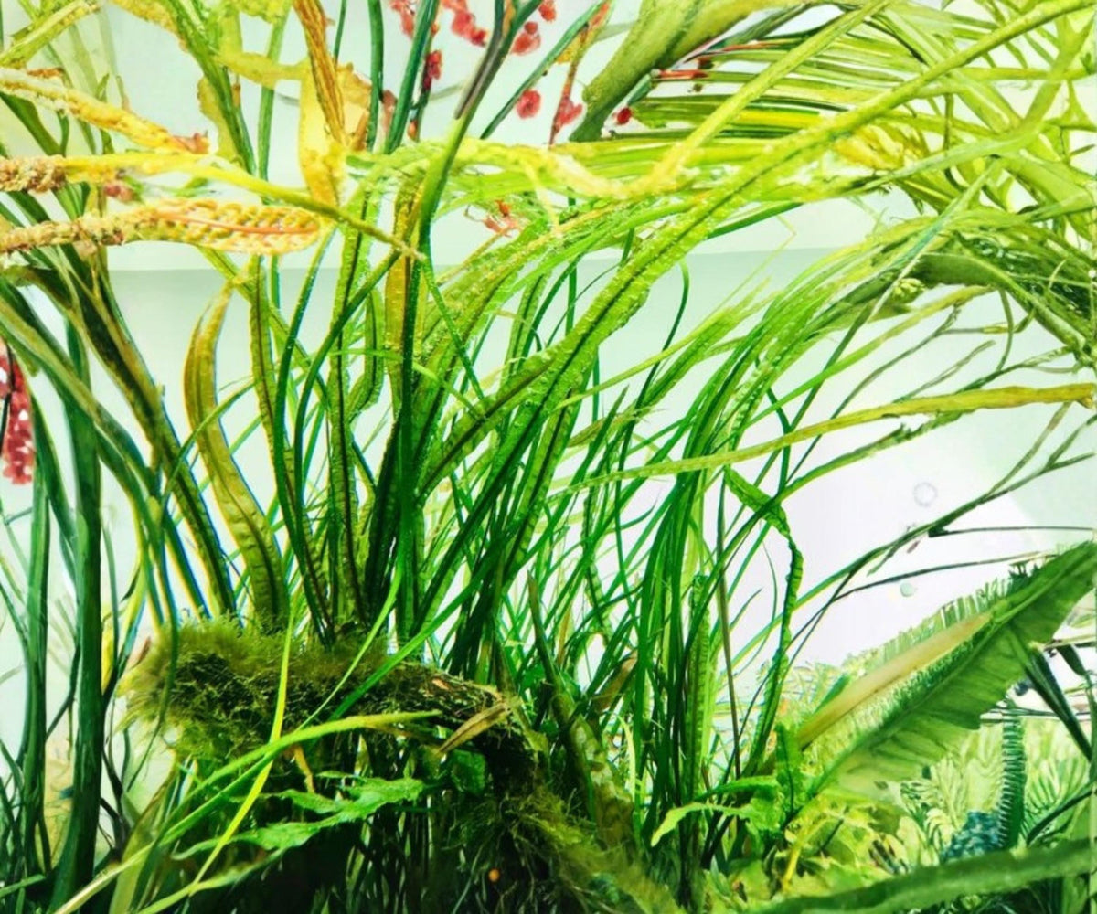 Cryptocoryne Balansae Live Aquarium Plant – Tall Freshwater Background Plant