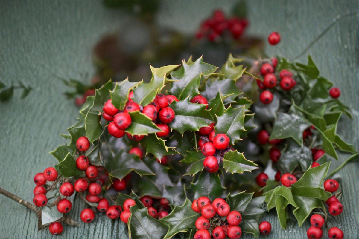 English Holly Red Beauty Cuttings – 3 Ilex aquifolium Cuttings for Propagation