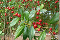 10 Seeds Deciduous Holly Ilex decidua Native Shrub Tree Wildlife Garden