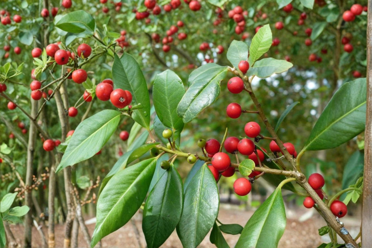 10 Seeds Deciduous Holly Ilex decidua Native Shrub Tree Wildlife Garden