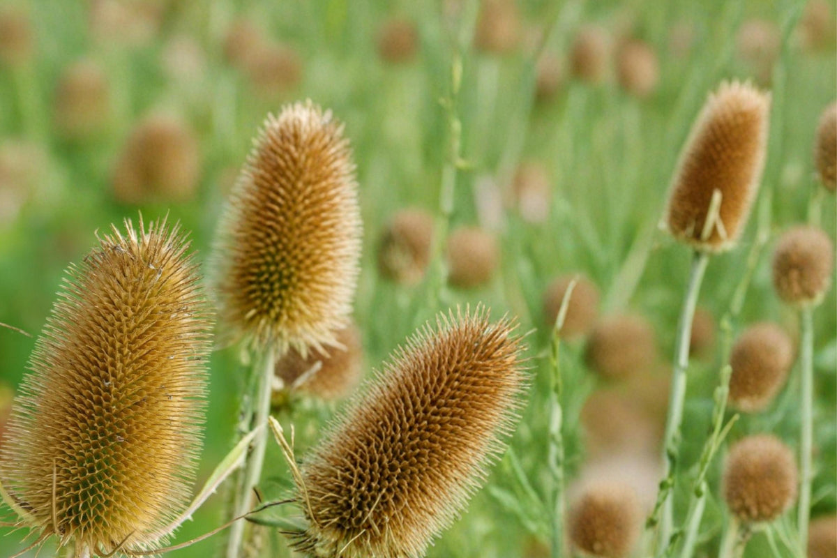 30 Seeds Cultivated Teasel Dipsacus sativus Ornamental Cut Flower