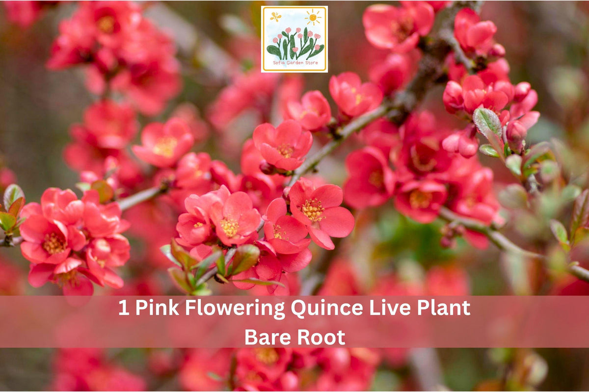 1 Live Plant Pink Flowering Quince Chaenomeles japonica Bare Root