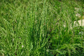 100 Seeds Fowl Bluegrass Poa palustris Ornamental Grass
