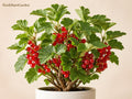 1 Red Currant Plant 6-12" Bare Root Edible Berry Shrub