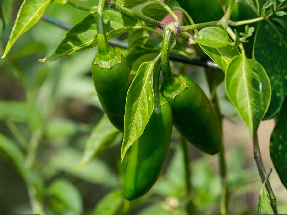 Ancho Poblano Pepper Seeds – 25 Heirloom Non-GMO Capsicum annuum Mild Hot Garden Vegetable