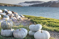 10 Seeds Jade Knight Pumpkin Cucurbita maxima Winter Squash