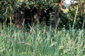 100 Seeds Tall Fescue Grass Festuca arundinacea Cool Season Lawn Turf