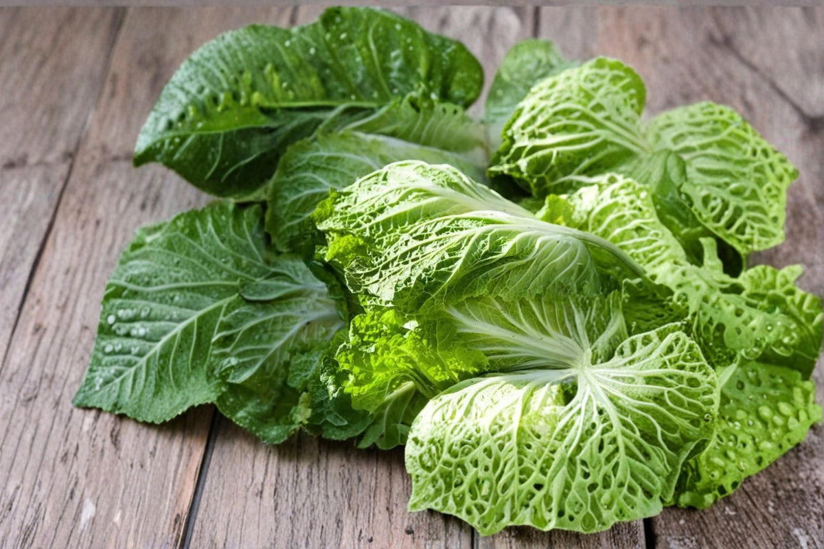 150 Seeds Chinese Cabbage Brassica rapa Napa Type Mild Flavor Cool Season Vegetable