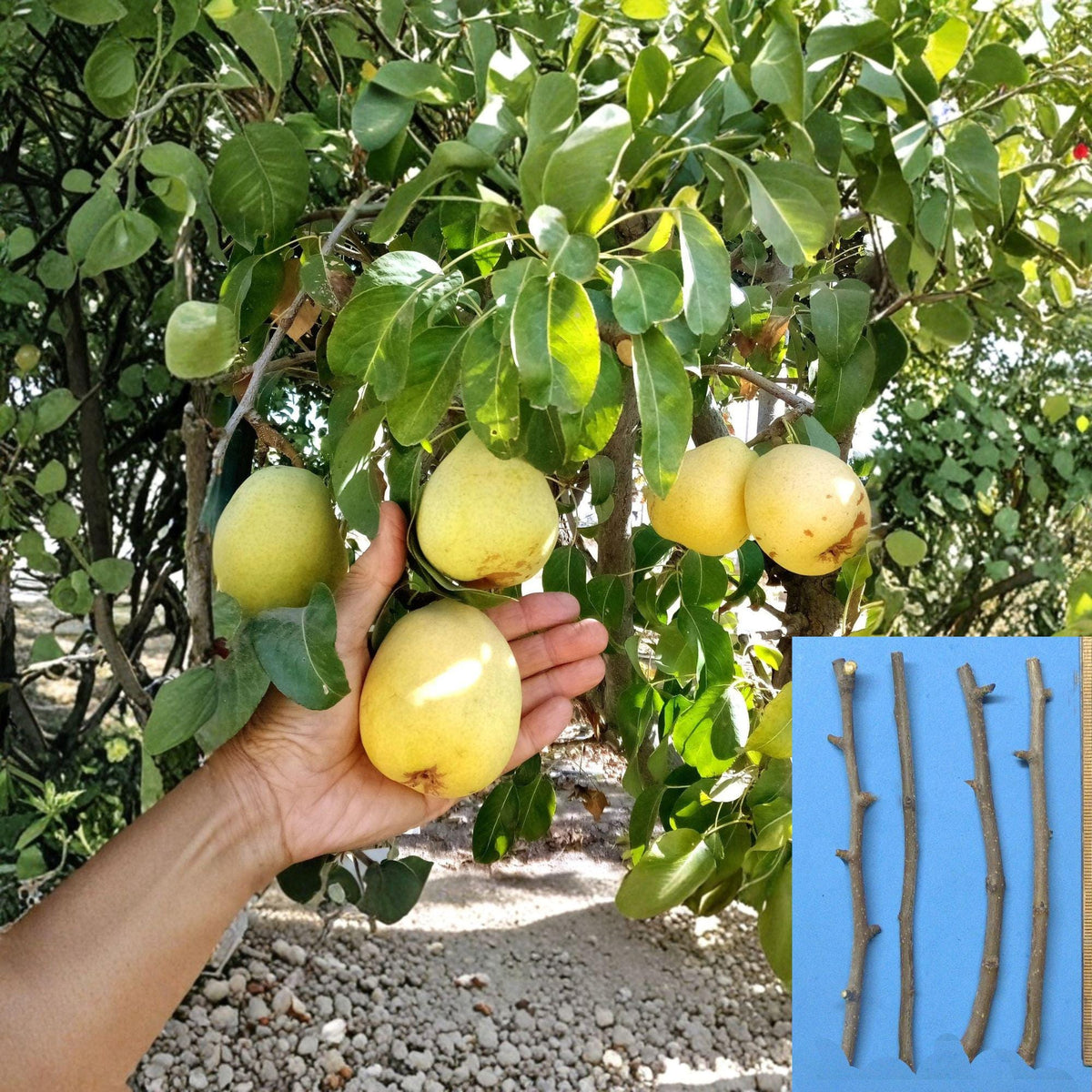 4 Cuttings D'Anjou Pear Pyrus communis