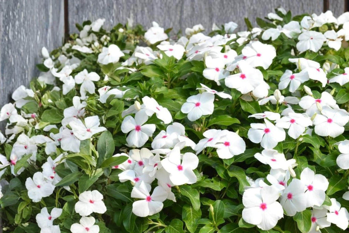 10 Pelleted Seeds Polka Dot Vinca Catharanthus roseus Annual Flower