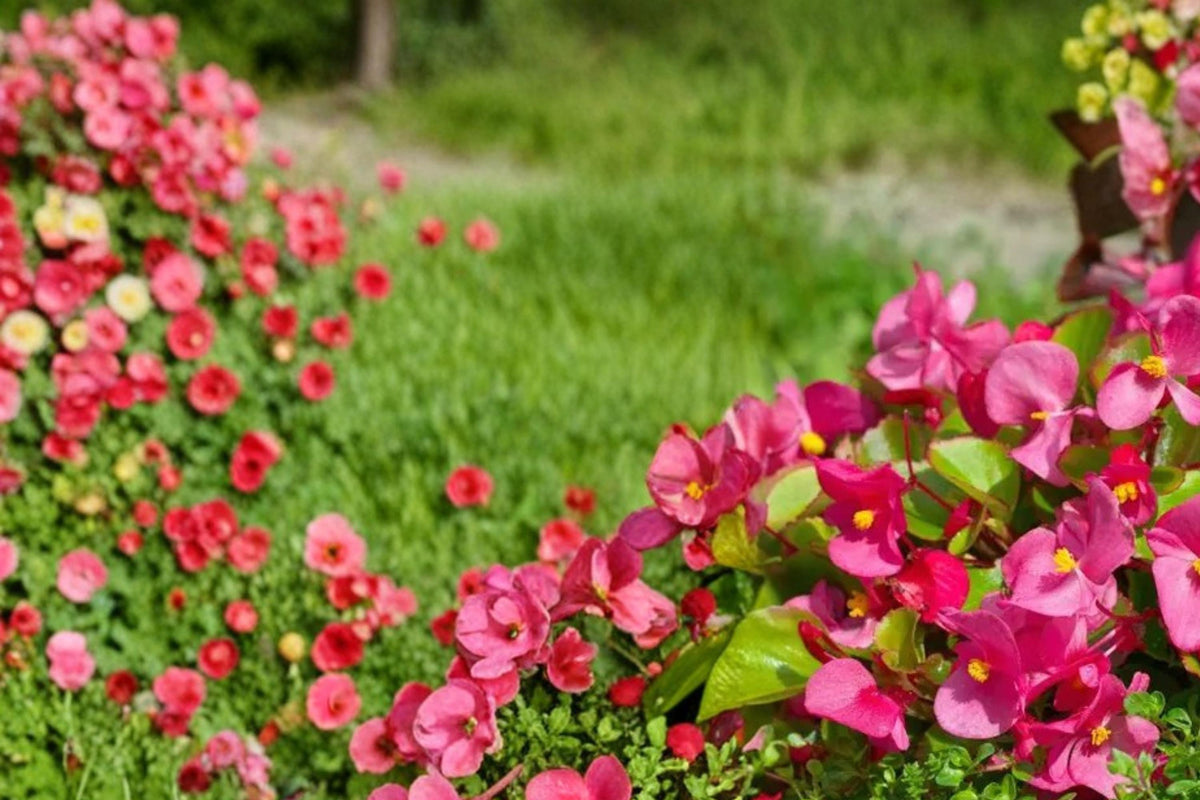 10 Pelleted Seeds Rose Red Begonia Wax Begonia Semperflorens