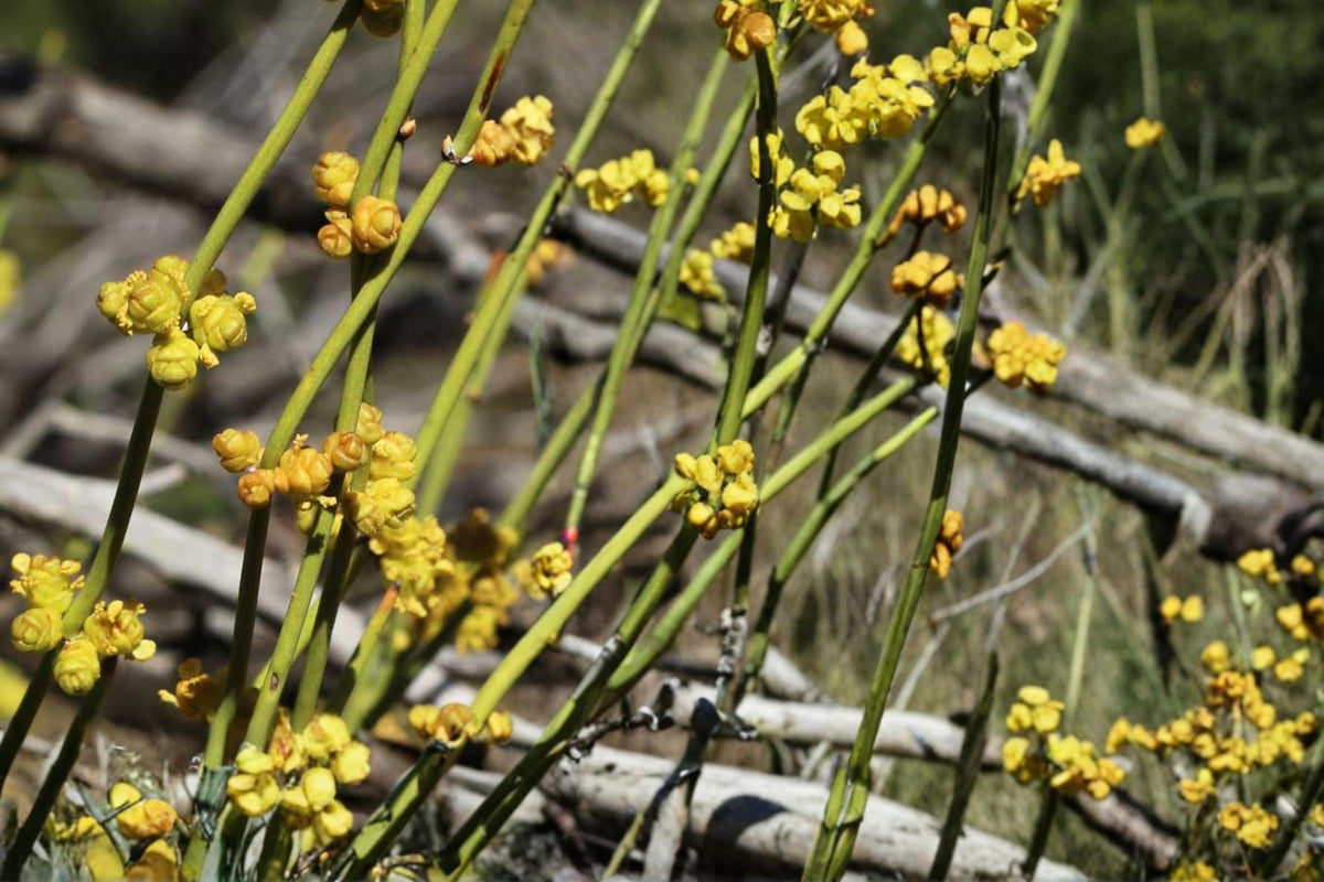 10 Seeds Green Ephedra Ephedra viridis