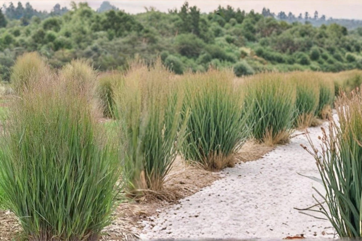 100 Seeds Switchgrass Panicum virgatum Native Grass