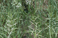 100 Seeds Sand Dropseed Sporobolus cryptandrus Native Warm Season Grass Drought Tolerant Erosion Control