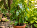 1 Black Pepper Plant 3-4 inch Starter Piper nigrum Tropical Vine Kitchen Herb