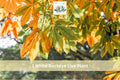 1 Live Plant White Buckeye Aesculus Bare Root Hardy Tree Garden Planting