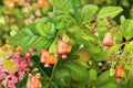 6 Seeds Cashew Tree Anacardium occidentale Tropical Evergreen Nut Tree