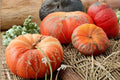 10 Seeds Rouge Vif d'Etampes Pumpkin