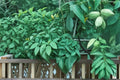 5 Seeds Butternut Tree Juglans cinerea Hardy Nut Tree
