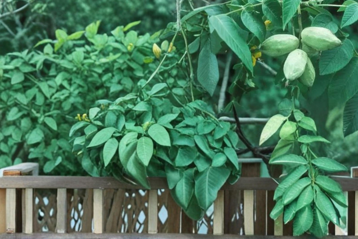 5 Seeds Butternut Tree Juglans cinerea Hardy Nut Tree