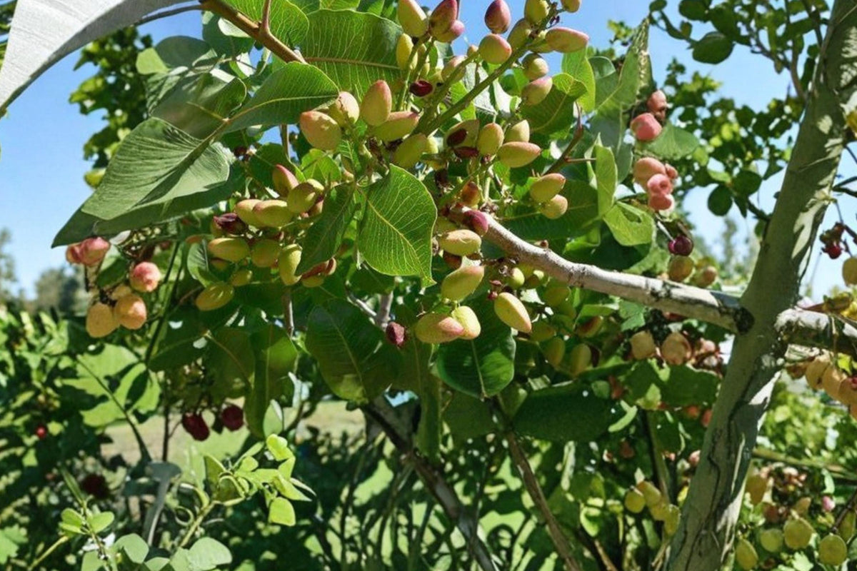 5 Seeds Pistachio Tree Pistacia vera Edible Nut Deciduous Fruit Tree