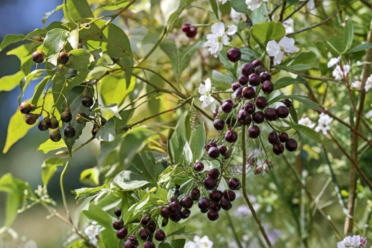 10 Seeds Camphor Tree Cinnamomum camphora Fragrant Evergreen Shade Tree