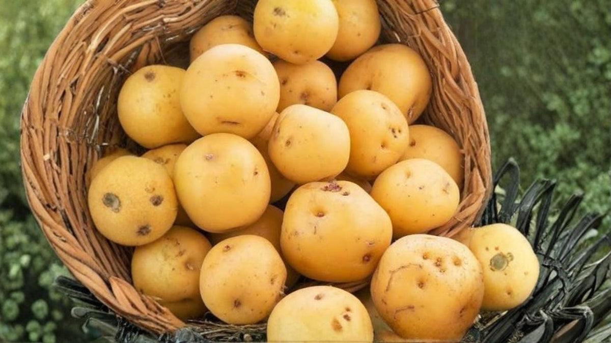 5 Pounds Kennebec Potato Seed Potatoes Solanum tuberosum Heirloom Garden Planting