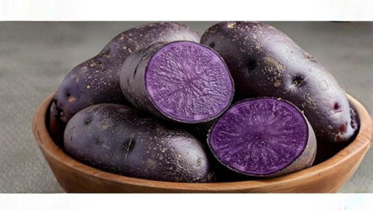 3 Pounds Purple Majesty Seed Potatoes Solanum tuberosum
