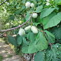 25 Live Plants Paw Paw Asimina triloba 8-12 Inches Tall Edible Fruit Native Tree